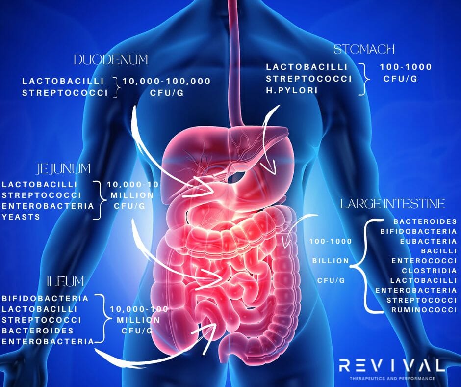 Gut Check: How to Choose the Right Probiotic? 2 probiotic gut health