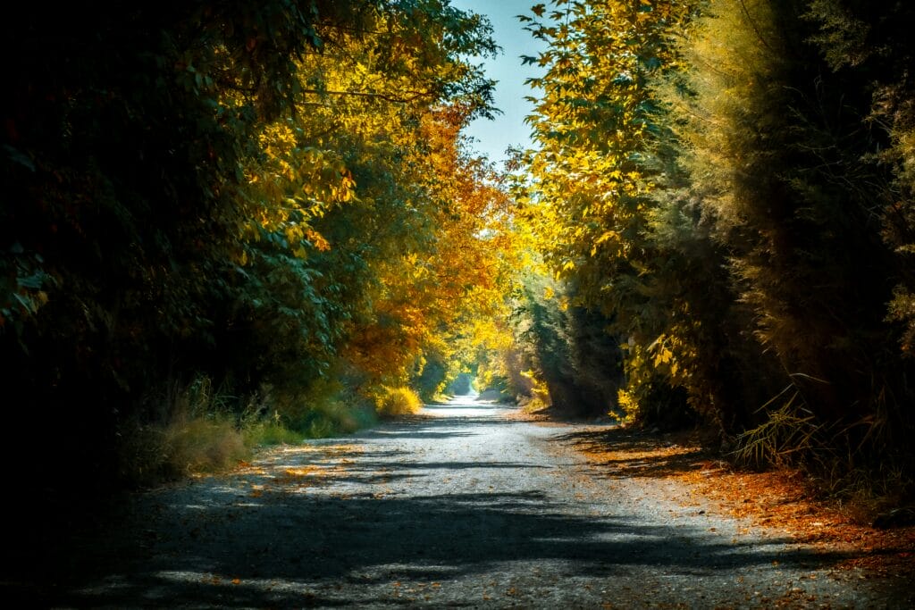 sajad nori OLmDXp oETM unsplash